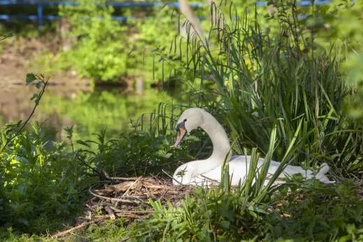 Schwan im Stadtpark
