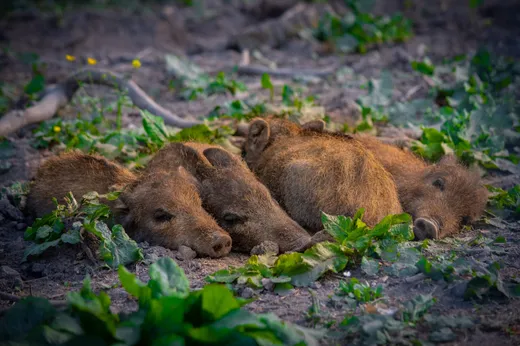 Wildschweine Waldhaus